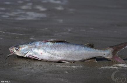 美食头条    海鲶别名:赤鱼,青松鱼,鳗鲶,成仔鱼,杠狗鱼,海鲇.