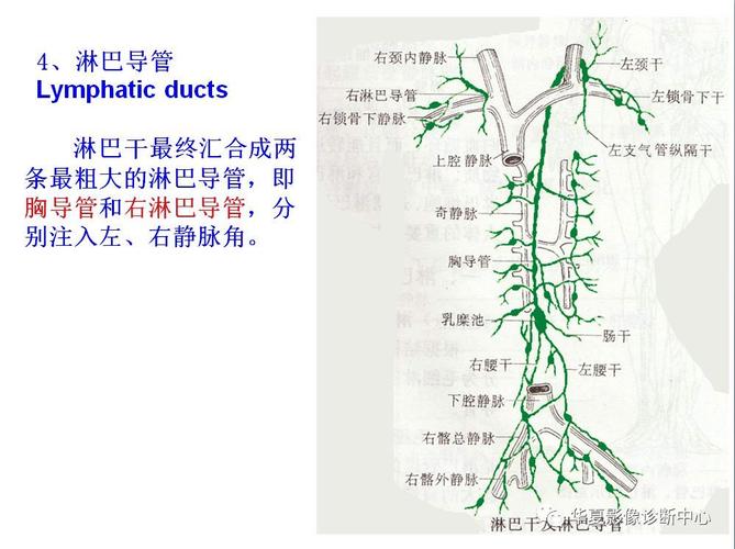 全身淋巴系统的精细解剖