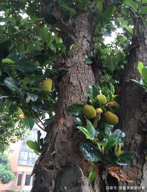 原来这就是木菠萝树啊?第一次看到