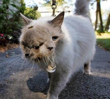 日本核辐射四年后,动植物变异,图片触目惊心!