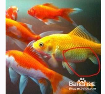 锦鲤怎么分辨公母