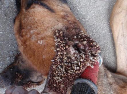 体外寄生虫的常见的体外寄生虫