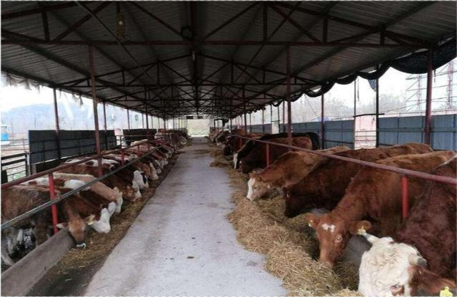 养牛大棚