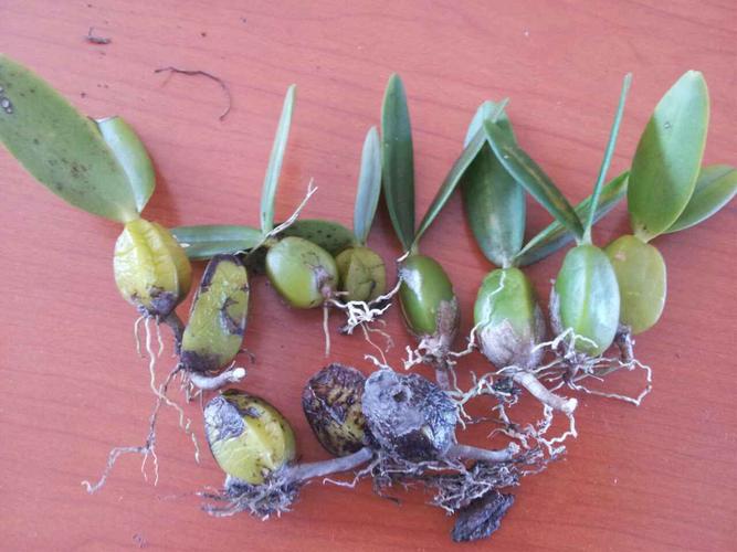 如图寄生在树上的是什么植物?