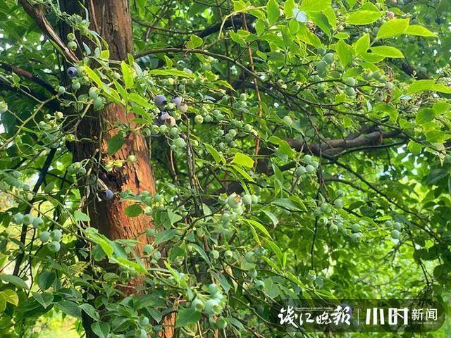 用乌饭树嫁接的蓝莓树