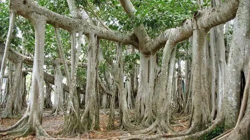 世界上最神奇的树,一年走20米,树干里藏了2吨水!