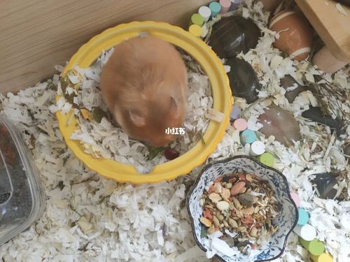 金丝熊都喜欢吃什么粮食呢?_金丝熊_宠物_宠物其他