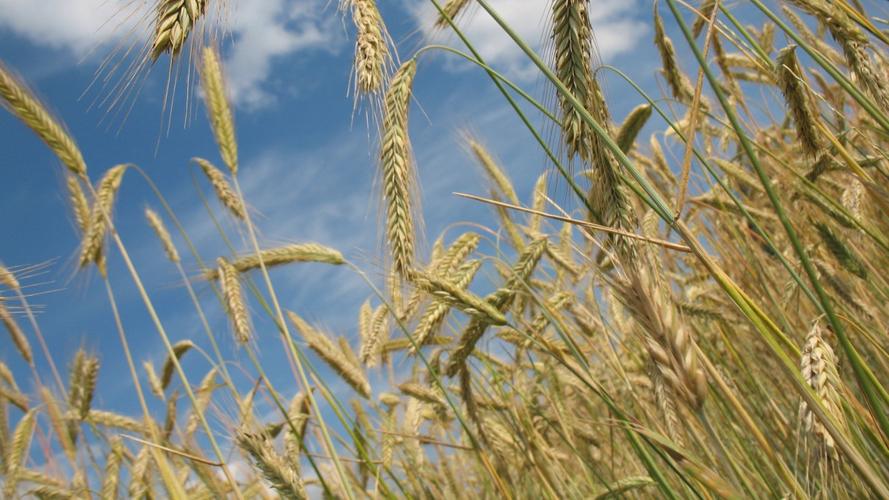 成熟麦子图片大全-花卉壁纸-高清花卉图片-第2图-娟娟