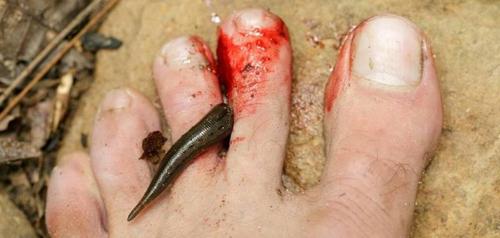 每天认识一种鱼(85)丨水蛭:谈之色变的吸血狂魔,其实