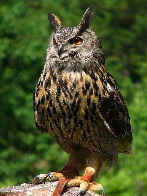 鸟类 下图为    雕鸮 bubo bubo  , 俗称   鹫兔,怪鸱,角鸱,恨狐