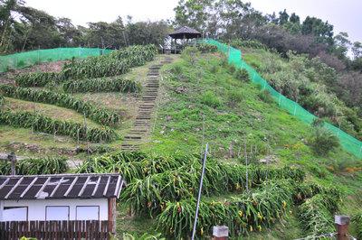 香格里拉农场火龙果采摘园