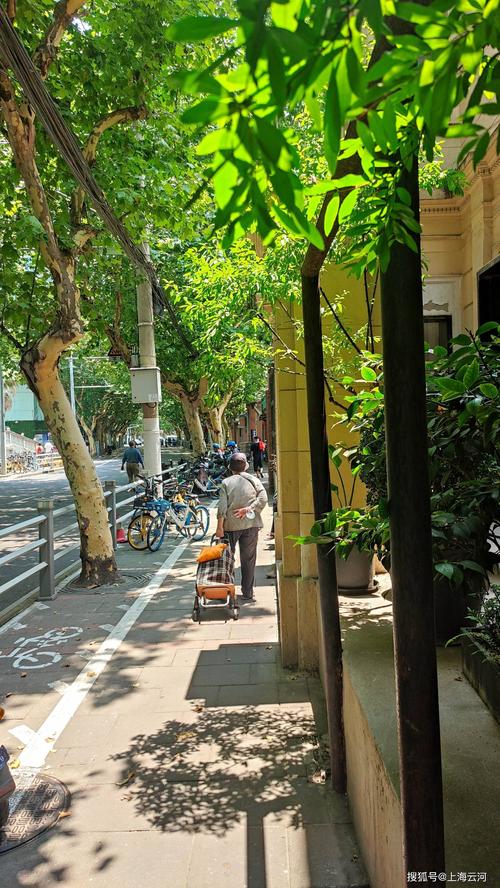 上海街头,西康路,梧桐树茂盛(10)