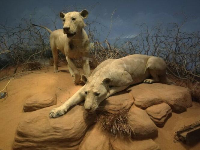 察沃食人狮 - 芝加哥菲尔德自然历史博物馆里的故事