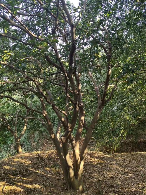 丛生香橼树种植规模化优势多