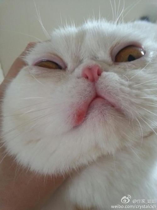 猫咪嘴巴红了一块