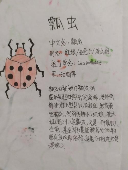 夏日虫虫物语——昆虫记