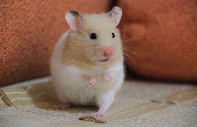 仓鼠的品种图片2