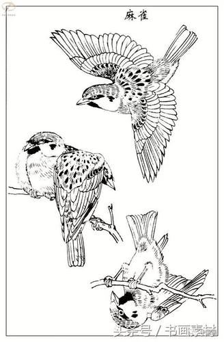 书画素材|最经典白描禽鸟教程《百鸟图谱》