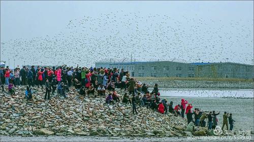 丹东东港观鸟浪