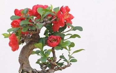 长寿梅的养殖方法