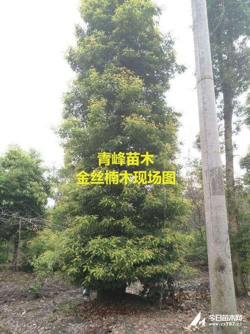 四川精品金丝楠木基地成都精品楠木批发