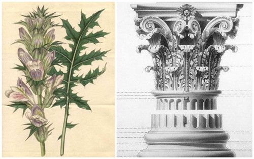 优雅茛苕叶的前世今生