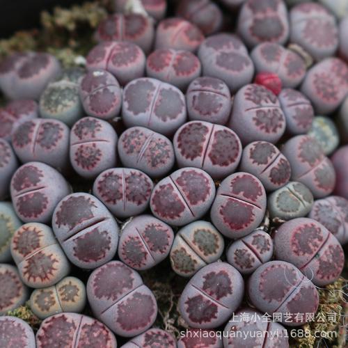 多肉植物生石花基地紫菊kiku lithops稀有品种批发整盘发货跨境货