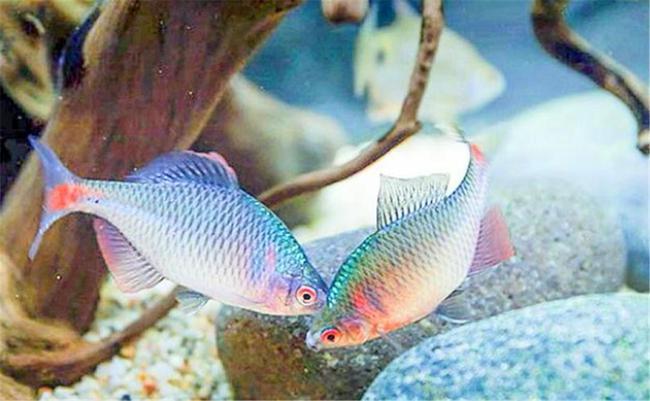 鳑鲏鱼:30年前当垃圾,如今身价暴增,1条10元按条卖