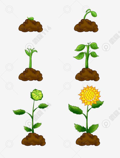 种植太阳花向日葵