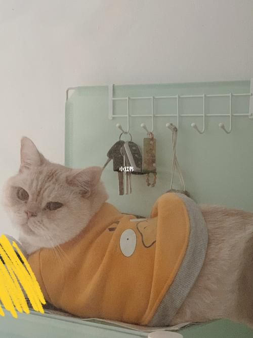 日渐圆润的麦兜猪_串串_猫咪_宠物_猫