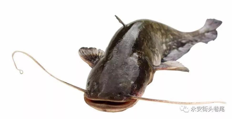 【曝料】有人在洪田河里抓到稀有的"胡子鱼" 好心人花钱买下养在了