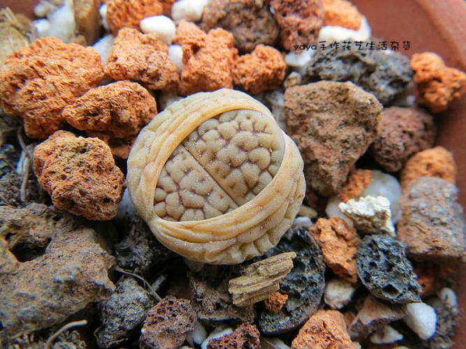 求助,生石花裂开还能活么