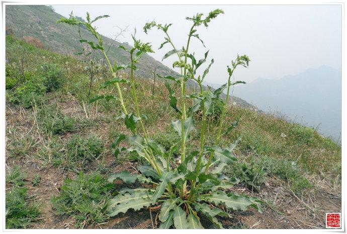 羊蹄(蓨苖 土大黄 野菠菜 酸模)