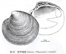 薄片镜蛤|3|11