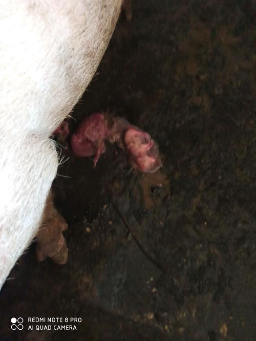 妊娠母猪怀孕两个月就流产了请问各位老师这是什么