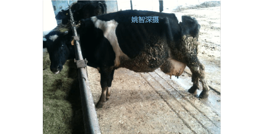 牛病图谱-蹄叶炎