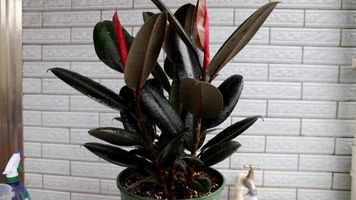 橡皮树的养殖方法和注意事项