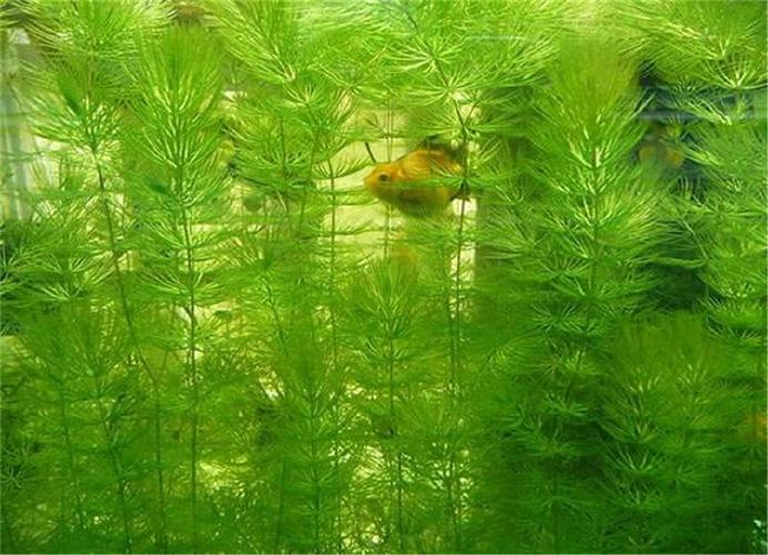 南阳沉水植物