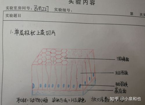 1.单层柱状上皮切片