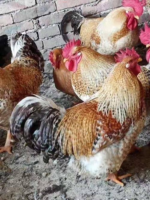 红芦花鸡苗(热卖销量)广西品牌之一 厂家直销