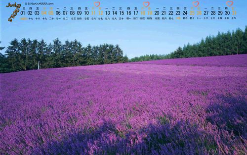 2015年7月日历精选薰衣草之恋唯美清新桌面壁纸下载