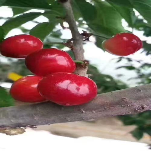 拉宾斯樱桃苗