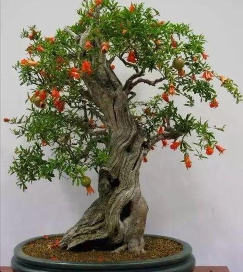 养石榴盆景,春季要做哪些管理?才能让树形美观,结果更多