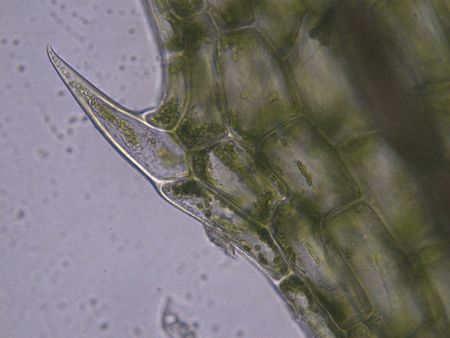 紫鸭趾草叶子边缘小针叫啥呐?