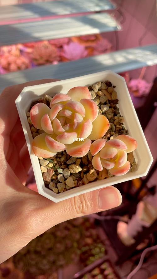 水莲_多肉植物_家居家装_家居装饰_花艺