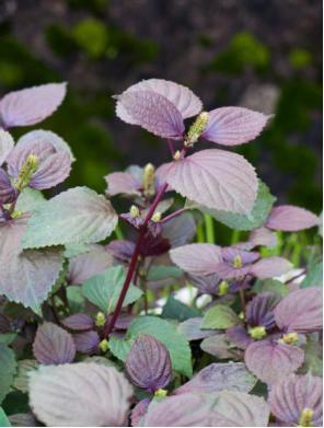 「趣说中药」紫苏叶:有了它,你就放开了吃螃蟹吧!