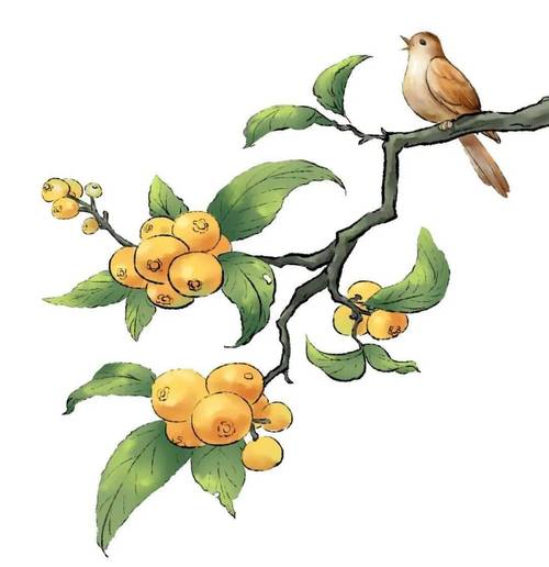 放眼望去,满山的枇杷树长势喜人.