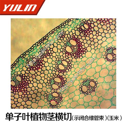 生物切片标本厂家单子叶植物茎横切(示闭合维管束)(玉米)