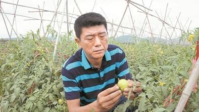"粮痴"周晓东: 誓让稻香飘三沙