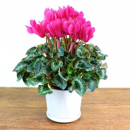 仙客来盆栽绿植花卉花苞室内迎客客来四季开花花卉